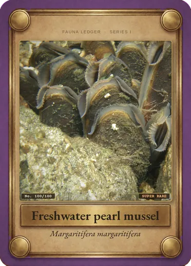 Freshwater pearl mussel